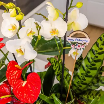 Comprar Grupo de Plantas Elegante en Barcelona | Grupos de Plantas