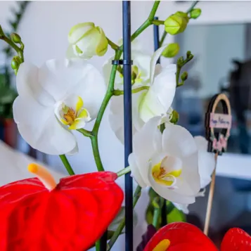 Comprar Grupo de Plantas Elegante en Barcelona | Grupos de Plantas