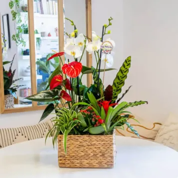 Compra Grup de Plantes Elegant a Barcelona | Grups de Plantes