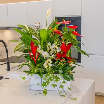 Compra Caja Jardín Natural en Barcelona | Grupos de Plantas