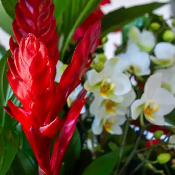 Compra Caixa Jardí natural a Barcelona | Grups de Plantes