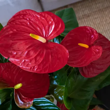 Compra Caja Jardín Natural en Barcelona | Grupos de Plantas