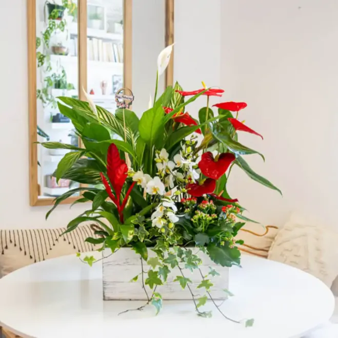 Compra Caja Jardín Natural en Barcelona | Grupos de Plantas