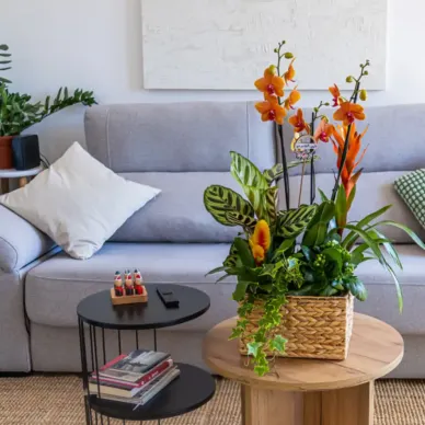 Comprar Grupo de Plantas Exuberante en Barcelona | Grupos de Plantas 2