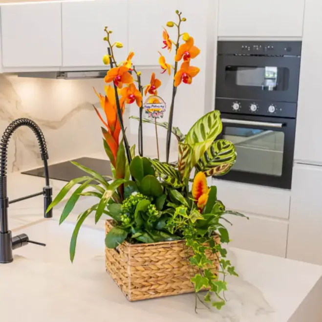 Comprar Grupo de Plantas Exuberante en Barcelona | Grupos de Plantas