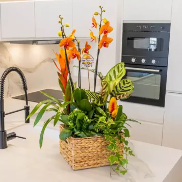 Compra Grup de Plantes Exuberant a Barcelona | Grups de Plantes