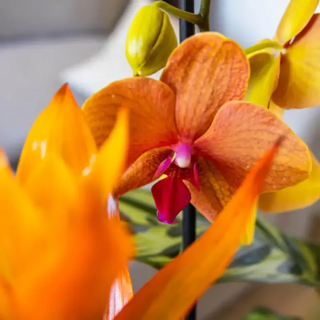 Comprar Grupo de Plantas Exuberante en Barcelona | Grupos de Plantas