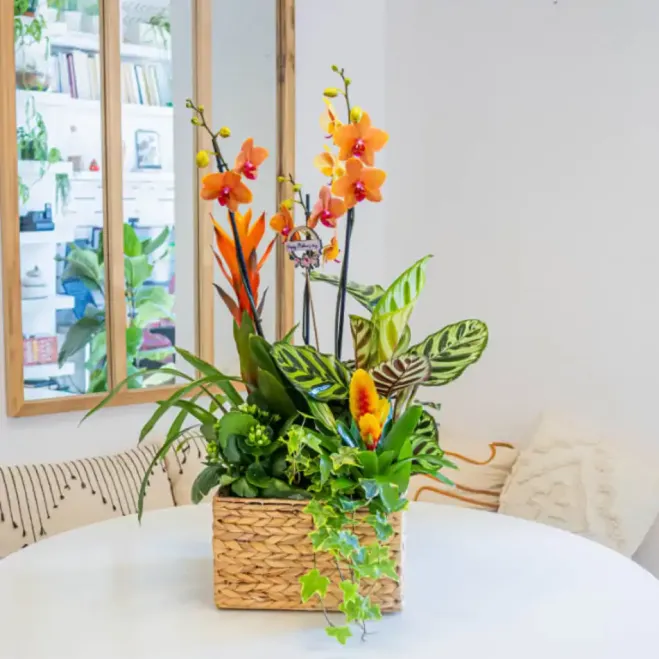 Compra Grup de Plantes Exuberant a Barcelona | Grups de Plantes