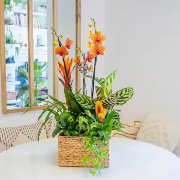 Comprar Grupo de Plantas Exuberante en Barcelona | Grupos de Plantas