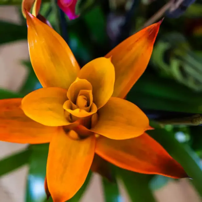 Comprar Grupo de Plantas Exuberante en Barcelona | Grupos de Plantas