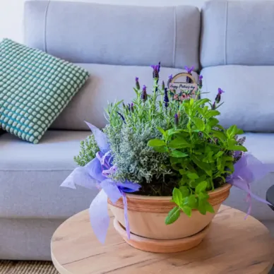 Compra Composició de Plantes Aromàtiques a Barcelona | Grups de Plantes 2