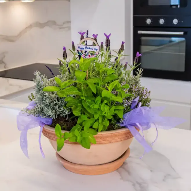 Comprar Composición de Plantas Aromáticas en Barcelona | Grupos de Plantas