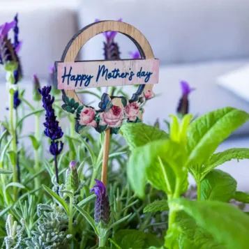 Compra Composició de Plantes Aromàtiques a Barcelona | Grups de Plantes