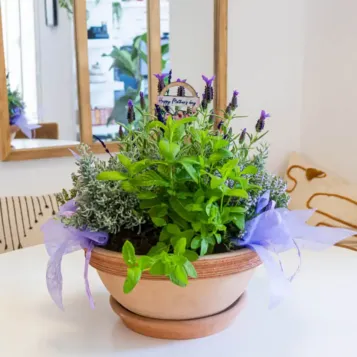 Compra Composició de Plantes Aromàtiques a Barcelona | Grups de Plantes