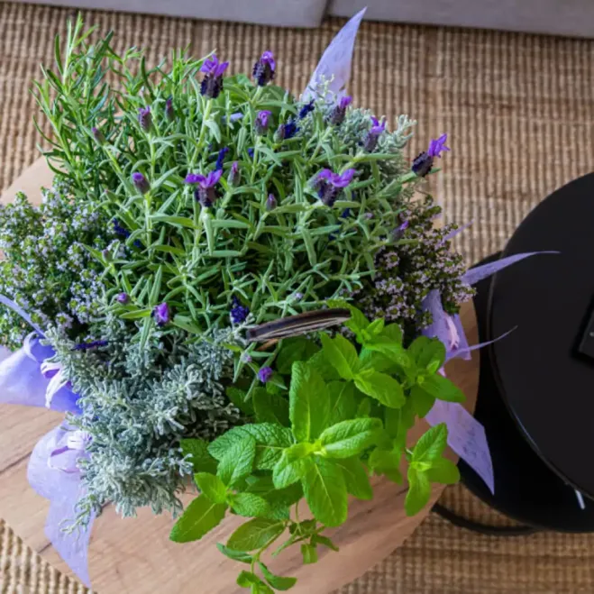 Compra Composició de Plantes Aromàtiques a Barcelona | Grups de Plantes