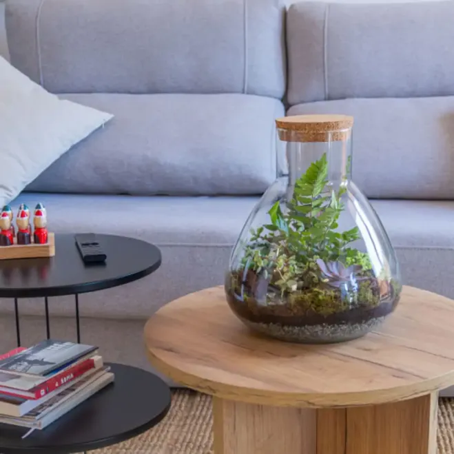 Compra Terrari Karim a Barcelona | Terraris de Plantes