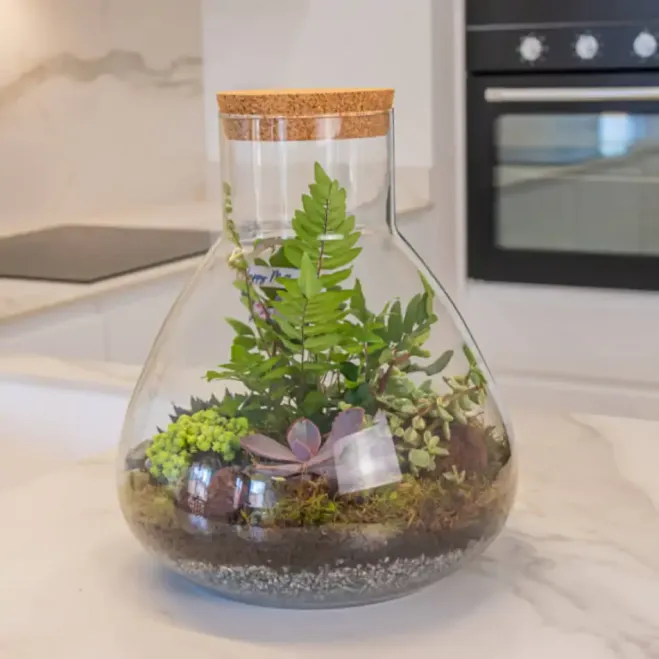 Compra Terrari Karim a Barcelona | Terraris de Plantes