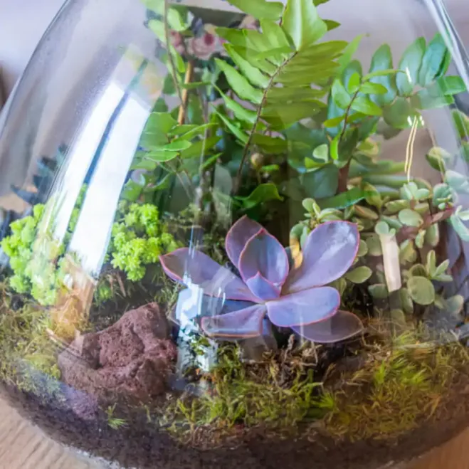 Compra Terrari Karim a Barcelona | Terraris de Plantes