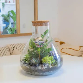 Compra Terrari Karim a Barcelona | Terraris de Plantes