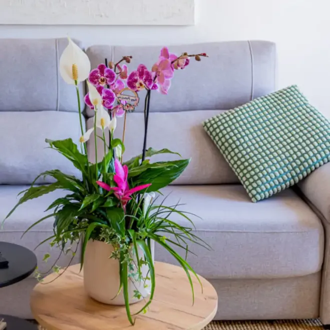 Comprar Composición Exótica en Cerámica en Barcelona | Grupos de Plantas