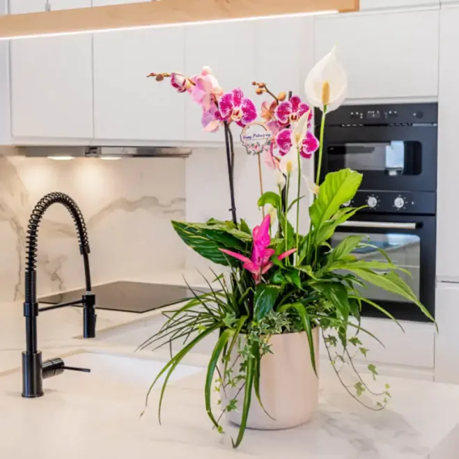 Comprar Composición Exótica en Cerámica en Barcelona | Grupos de Plantas