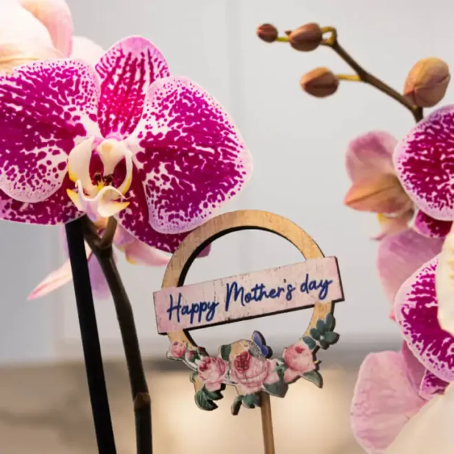 Compra Composició Exòtica en Ceràmica a Barcelona | Grups de Plantes