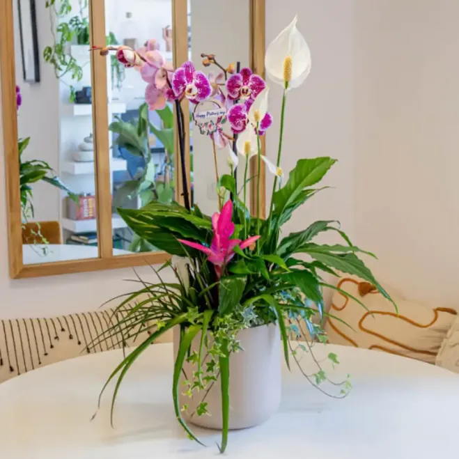 Comprar Composición Exótica en Cerámica en Barcelona | Grupos de Plantas