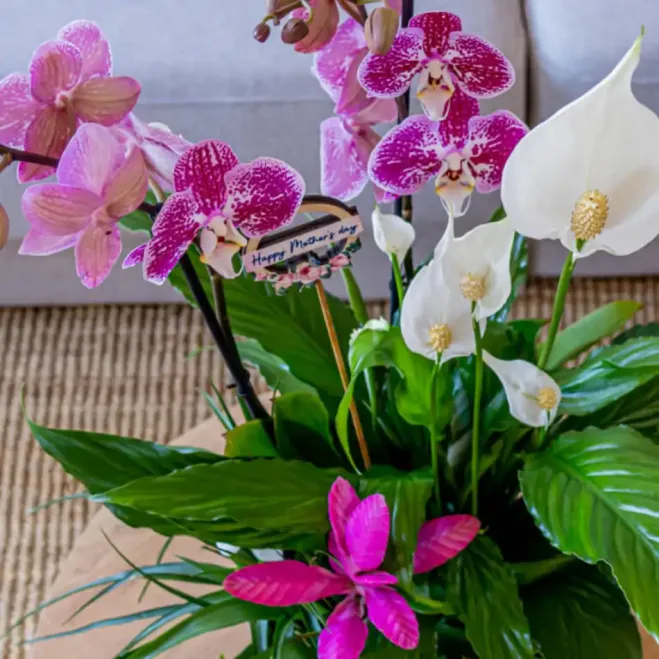 Comprar Composición Exótica en Cerámica en Barcelona | Grupos de Plantas