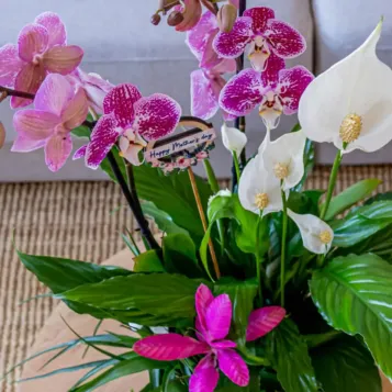 Compra Composició Exòtica en Ceràmica a Barcelona | Grups de Plantes