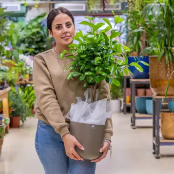 Comprar Ficus Moclame en Barcelona | Plantas de Interior