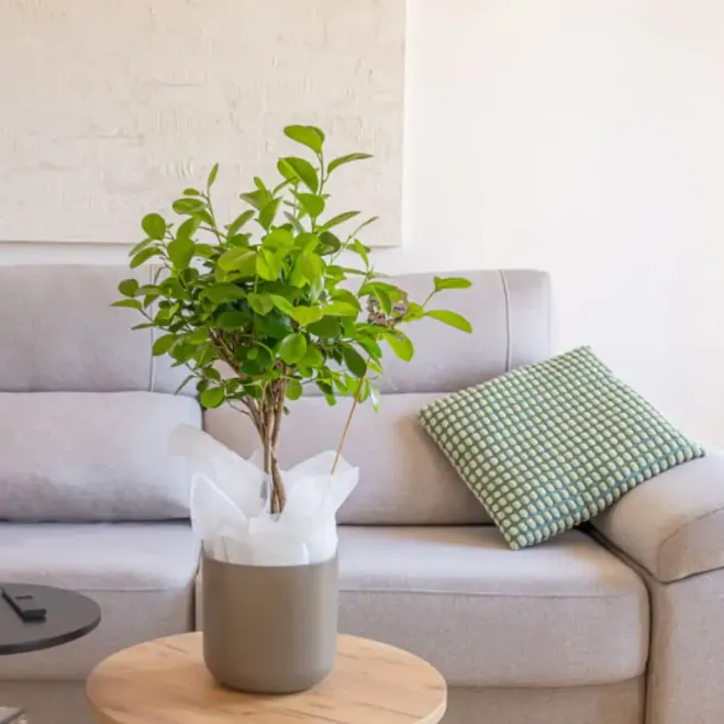 Comprar Ficus Moclame en Barcelona | Plantas de Interior