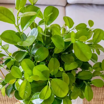 Comprar Ficus Moclame en Barcelona | Plantas de Interior