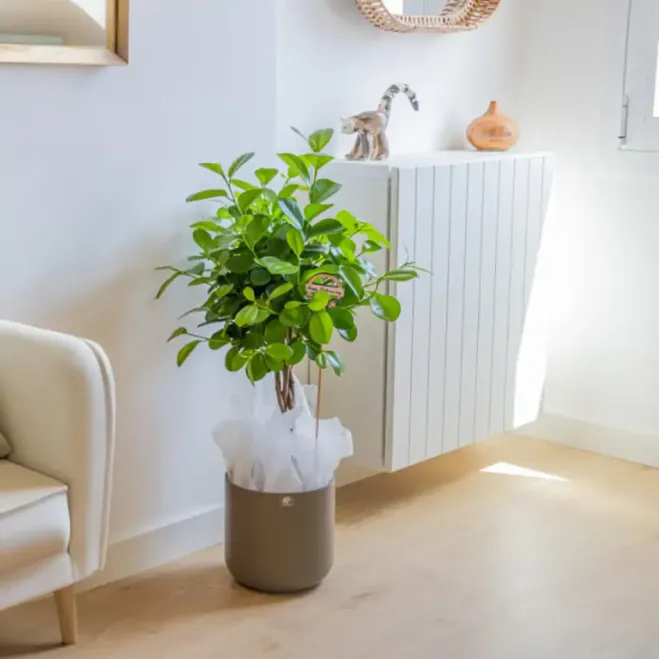 Comprar Ficus Moclame en Barcelona | Plantas de Interior