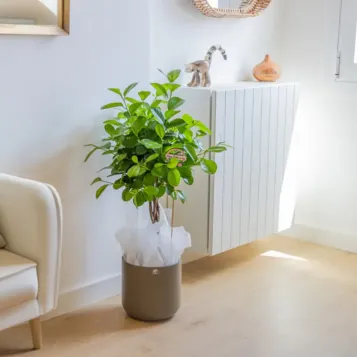 Comprar Ficus Moclame en Barcelona | Plantas de Interior
