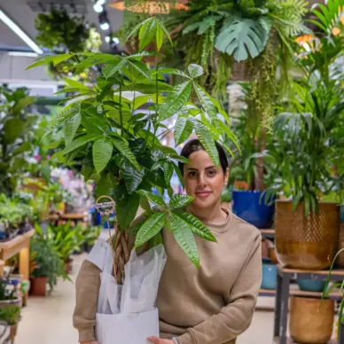 Compra Pachira Acuática en Barcelona | Plantas de Interior