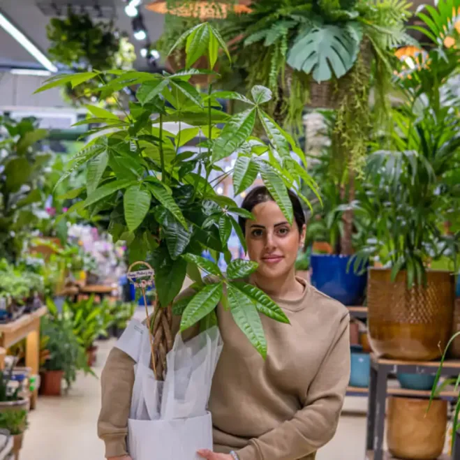 Compra Pachira Acuática en Barcelona | Plantas de Interior
