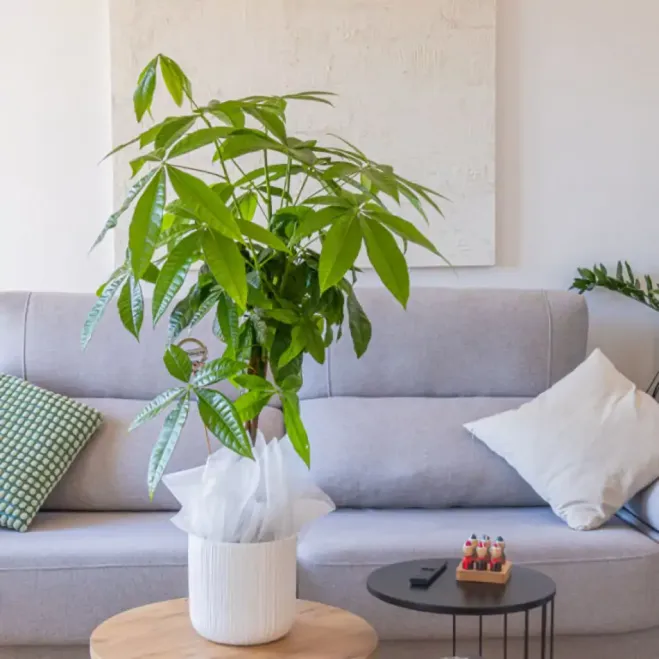 Compra Pachira Acuática en Barcelona | Plantas de Interior