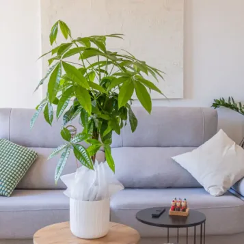 Compra Pachira Acuática en Barcelona | Plantas de Interior