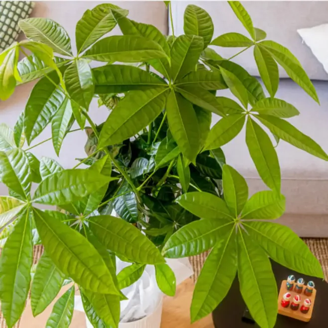 Compra Pachira Acuática en Barcelona | Plantas de Interior