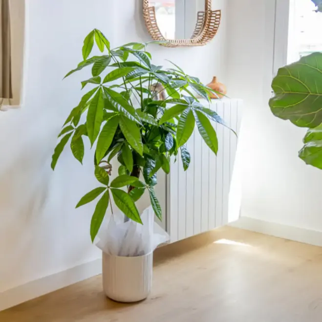 Compra Patxira Aquàtica a Barcelona | Plantes d'Interior