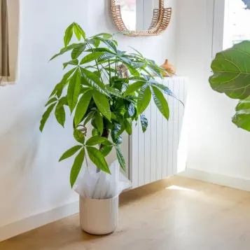 Compra Pachira Acuática en Barcelona | Plantas de Interior