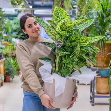 Comprar Diaffembaccia Reflector en Barcelona | Plantas de Interior