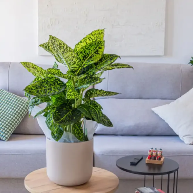 Compra Diaffembaccia Reflector a Barcelona | Plantes d'Interior