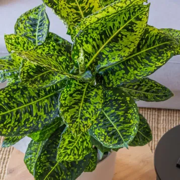 Comprar Diaffembaccia Reflector en Barcelona | Plantas de Interior