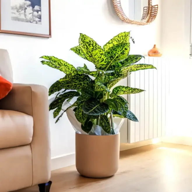 Compra Diaffembaccia Reflector a Barcelona | Plantes d'Interior