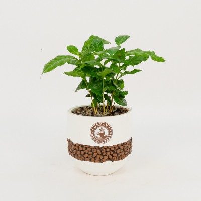 Arabic coffe plant
