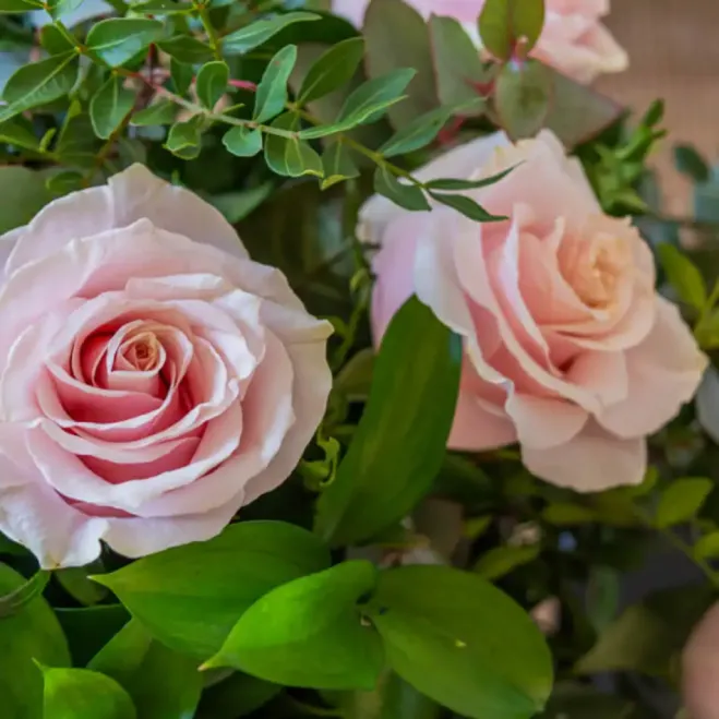 Compra Dotzena de Roses color Rosa a Barcelona | Roses Sant Jordi