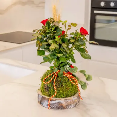 Comprar Kokedama Sant Jordi en Barcelona | Rosas Sant Jordi