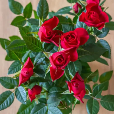 Comprar Kokedama Sant Jordi en Barcelona | Rosas Sant Jordi 2