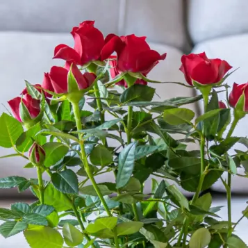 Comprar Kokedama Sant Jordi en Barcelona | Rosas Sant Jordi